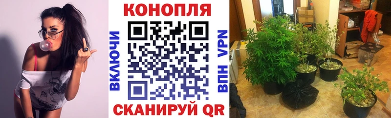 darknet какой сайт  Кизилюрт  МАРИХУАНА SATIVA & INDICA 